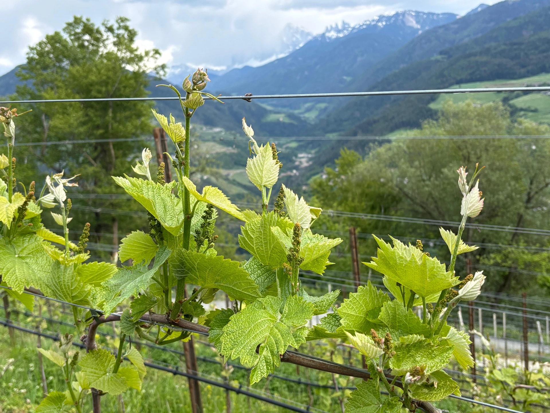 Junge Rebblätter im Frühling mit Blick ins Eisacktal